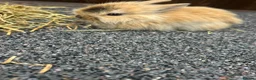 Mixed Breed rabbits for sale: Baby bunnies  - Advert 20