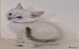 Bengal cats for sale: BENGAL X BRITISH SHORT HAIR - Image 2