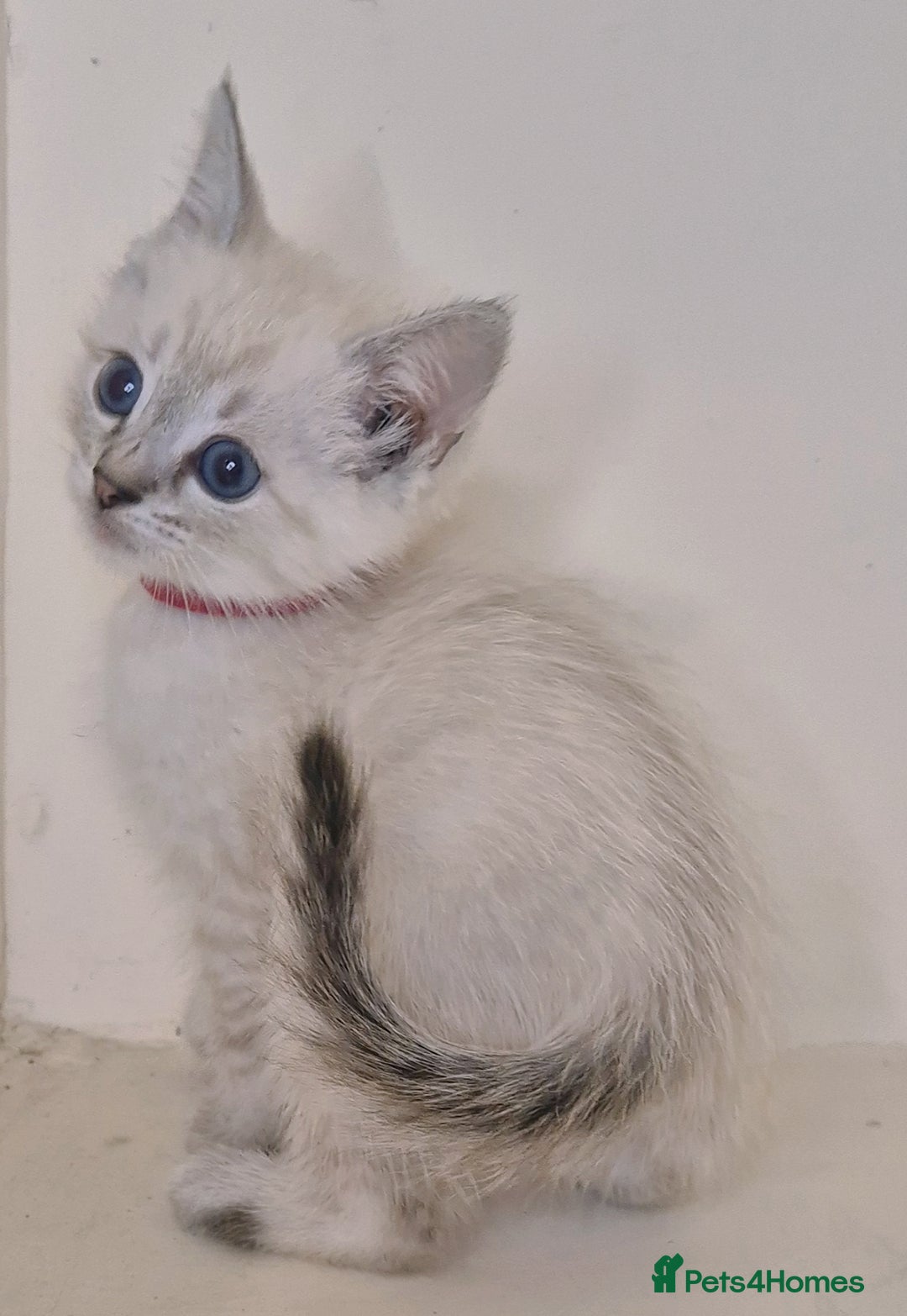 Bengal cats for sale: BENGAL X BRITISH SHORT HAIR - Image 2