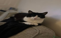 British Shorthair cats for sale: 2 loving beautiful cats  - Image 14