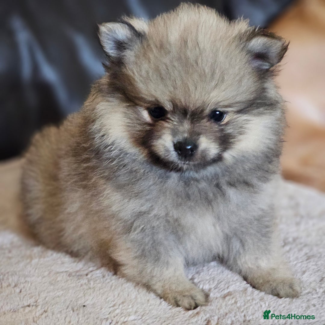 Pomeranian dogs for sale: Pomeranian baby girl - Advert 5