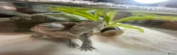 Turtle reptiles for sale: Musk Turtle in Houghton le Spring - Advert 2