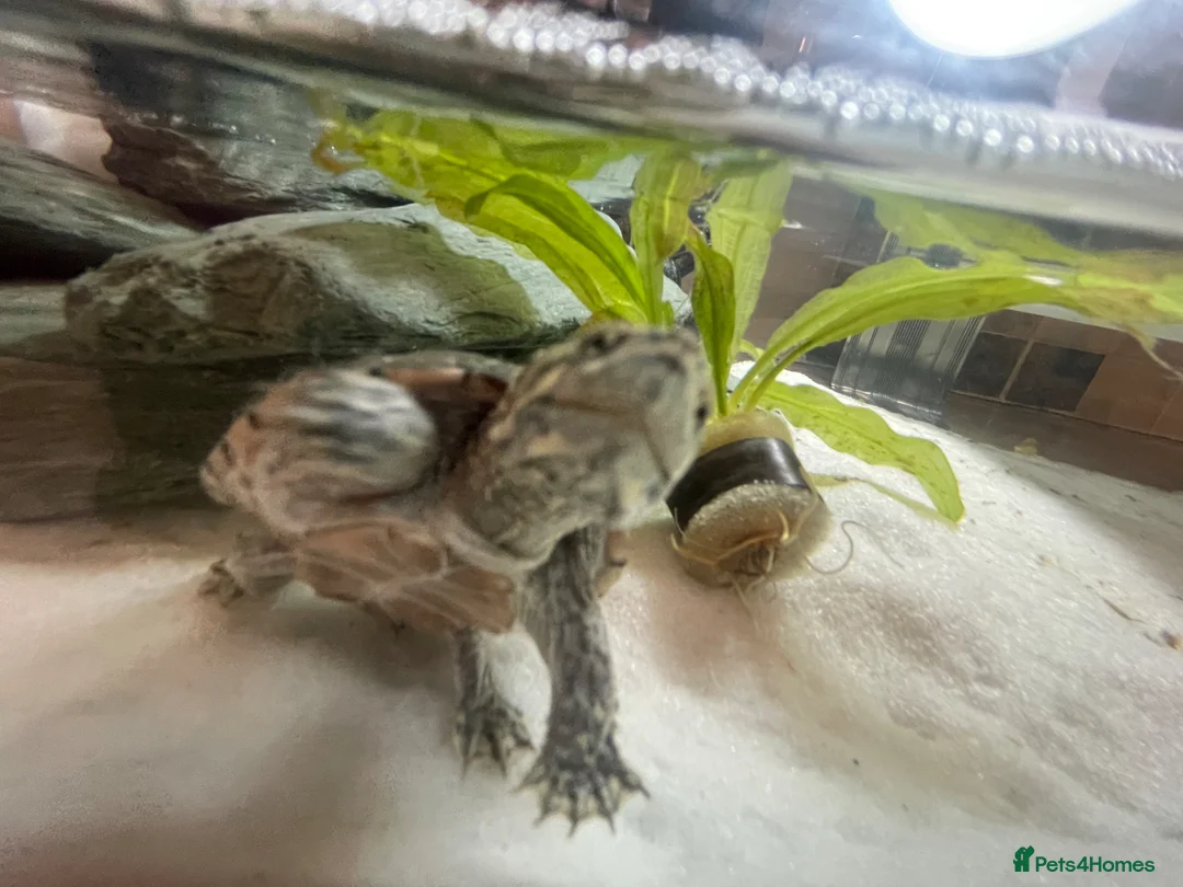 Turtle reptiles for sale: Musk Turtle in Houghton le Spring - Advert 2