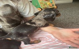Dachshund dogs for sale: Miniature dachshunds ready now 💗 - Image 15