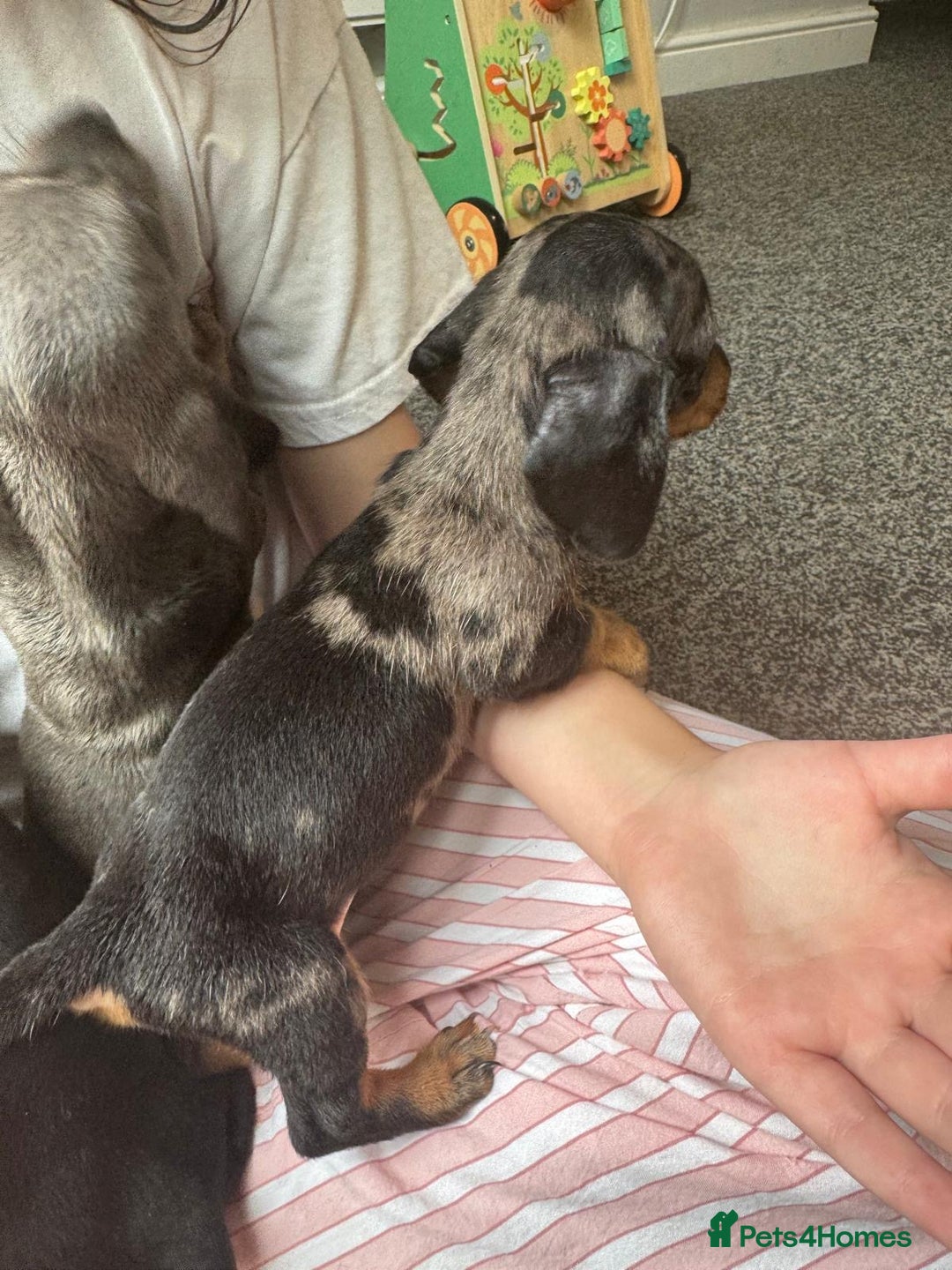 Dachshund dogs for sale: Miniature dachshunds ready now 💗 - Image 15