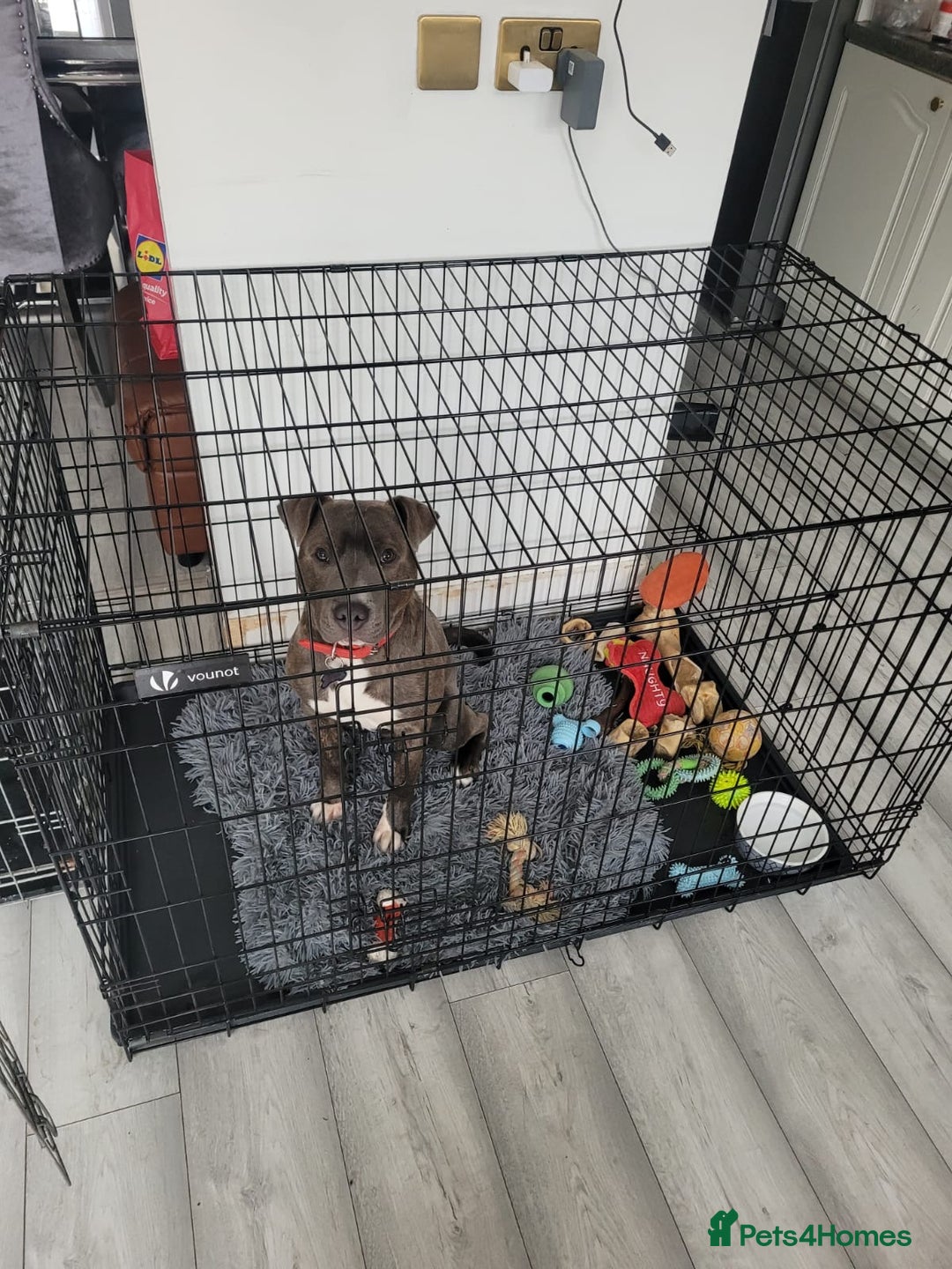 Staffordshire Bull Terrier dogs for sale: Staffy blue/brown for sale  1yr and 4mths - Advert 5