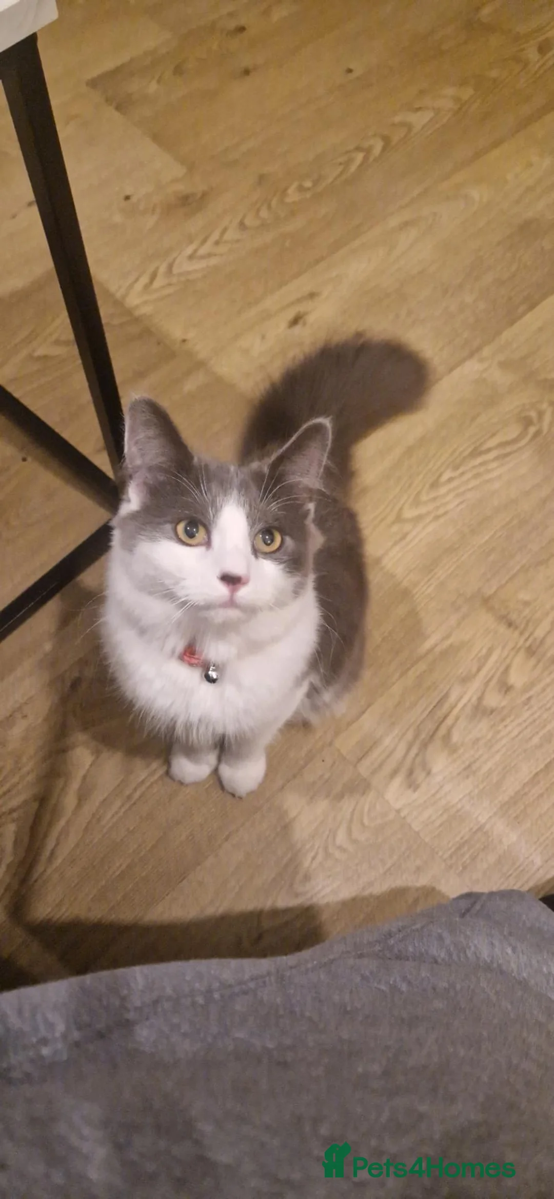 Domestic Shorthair cats for sale: 3 year old female  - Advert 2