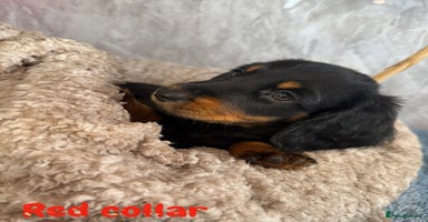 Miniature Dachshund dogs - Advert 6