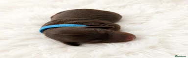 Miniature Dachshund 4
