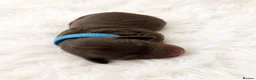 Miniature Dachshund dogs for sale: Adorable Miniature Dachshund Puppies for sale. - Advert 3