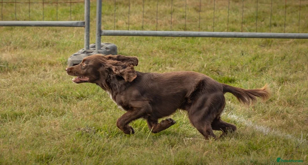Cocker Spaniel dogs for stud: Cocker spaniel for stud extensively health tested  in Shrewsbury - Advert 16
