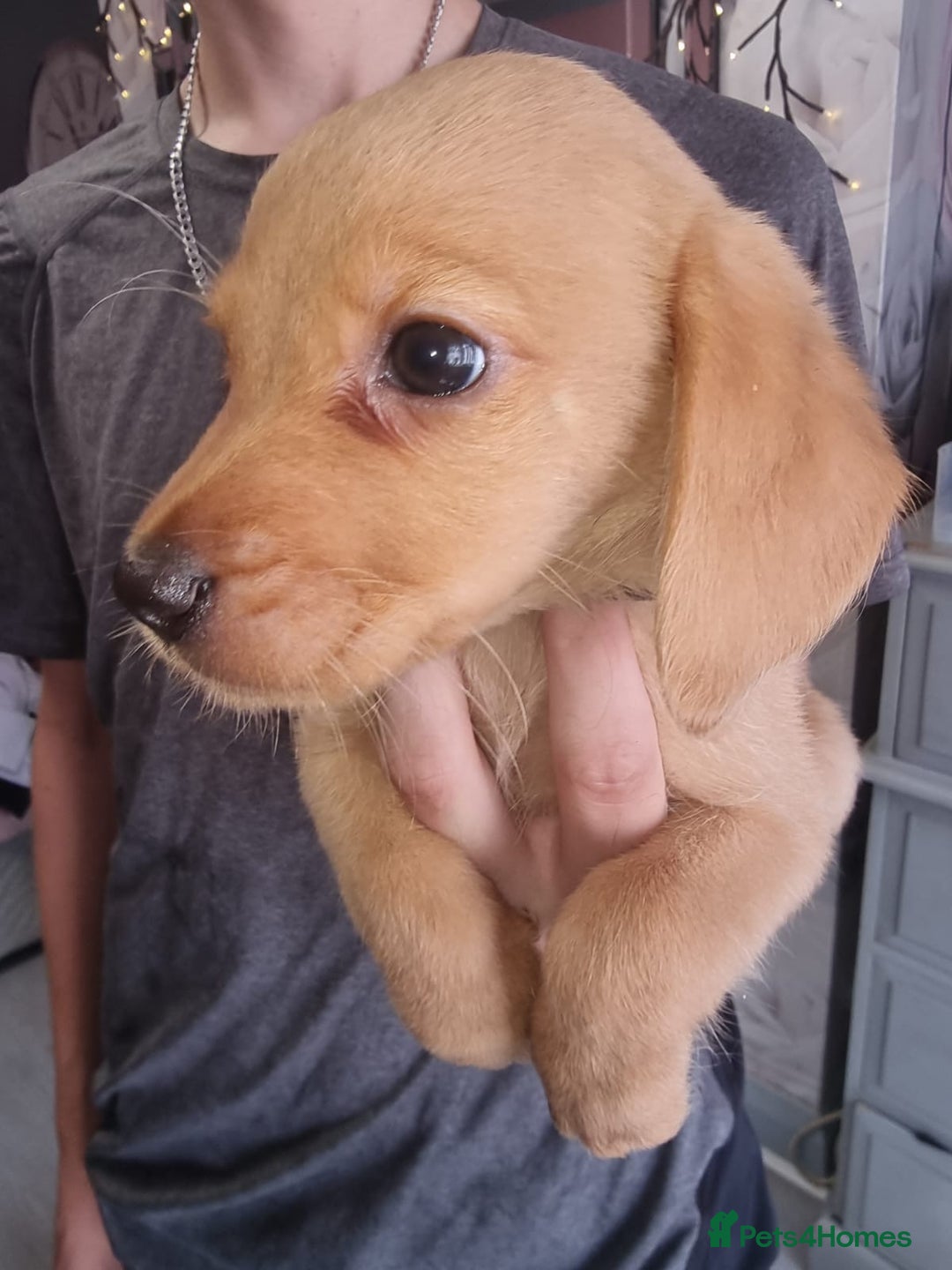 Mixed Breed dogs for sale: Labrador x cockapoo puppies - Image 14