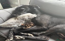 British Shorthair cats for sale: Kittens for sale - Image 6