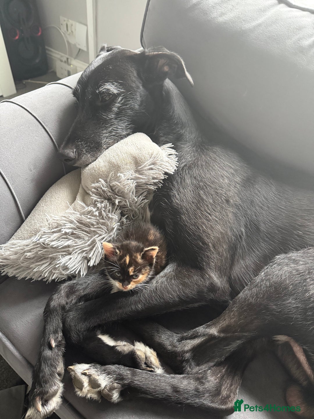 British Shorthair cats for sale: Kittens for sale - Image 6