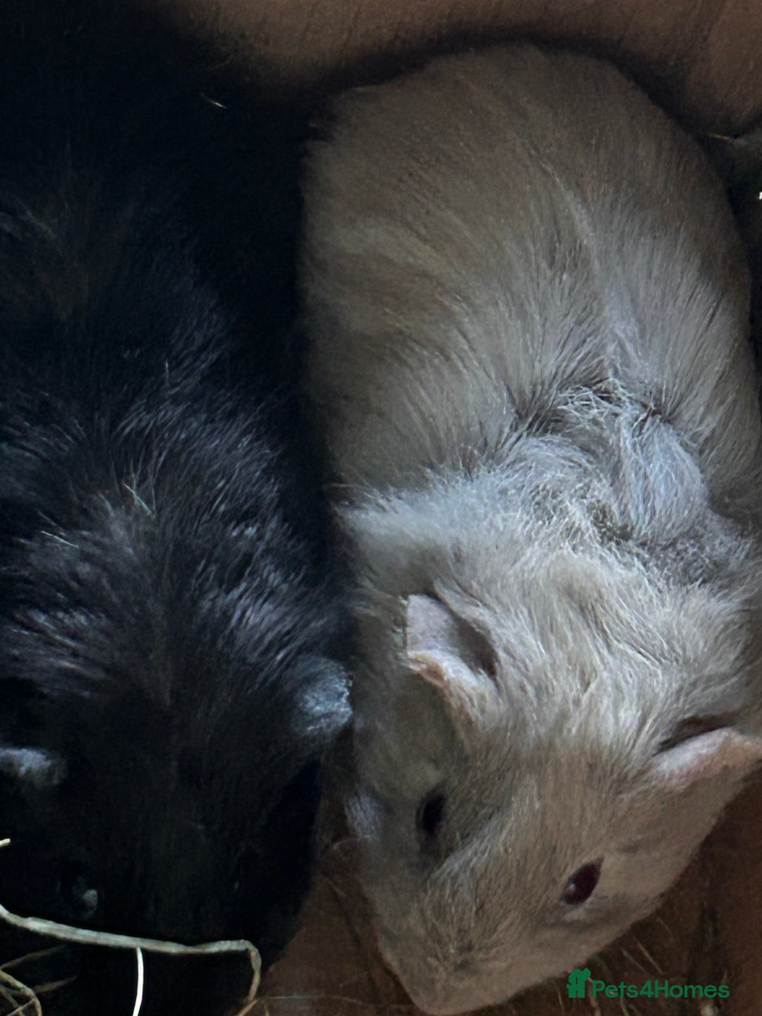 Guinea Pig rodents for sale: Baby guinea pigs - Advert 1