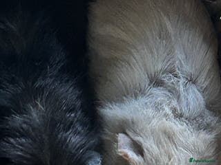 Guinea Pig rodents Baby guinea pigs - Advert 14