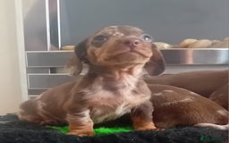 Miniature Dachshund dogs for sale: *READY TO GO* Miniature Daschund Puppies - Image 7