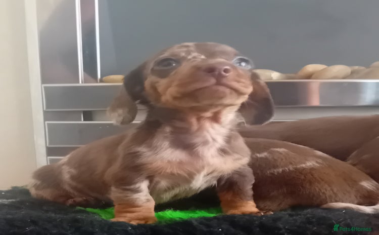 Miniature Dachshund dogs - Advert 12