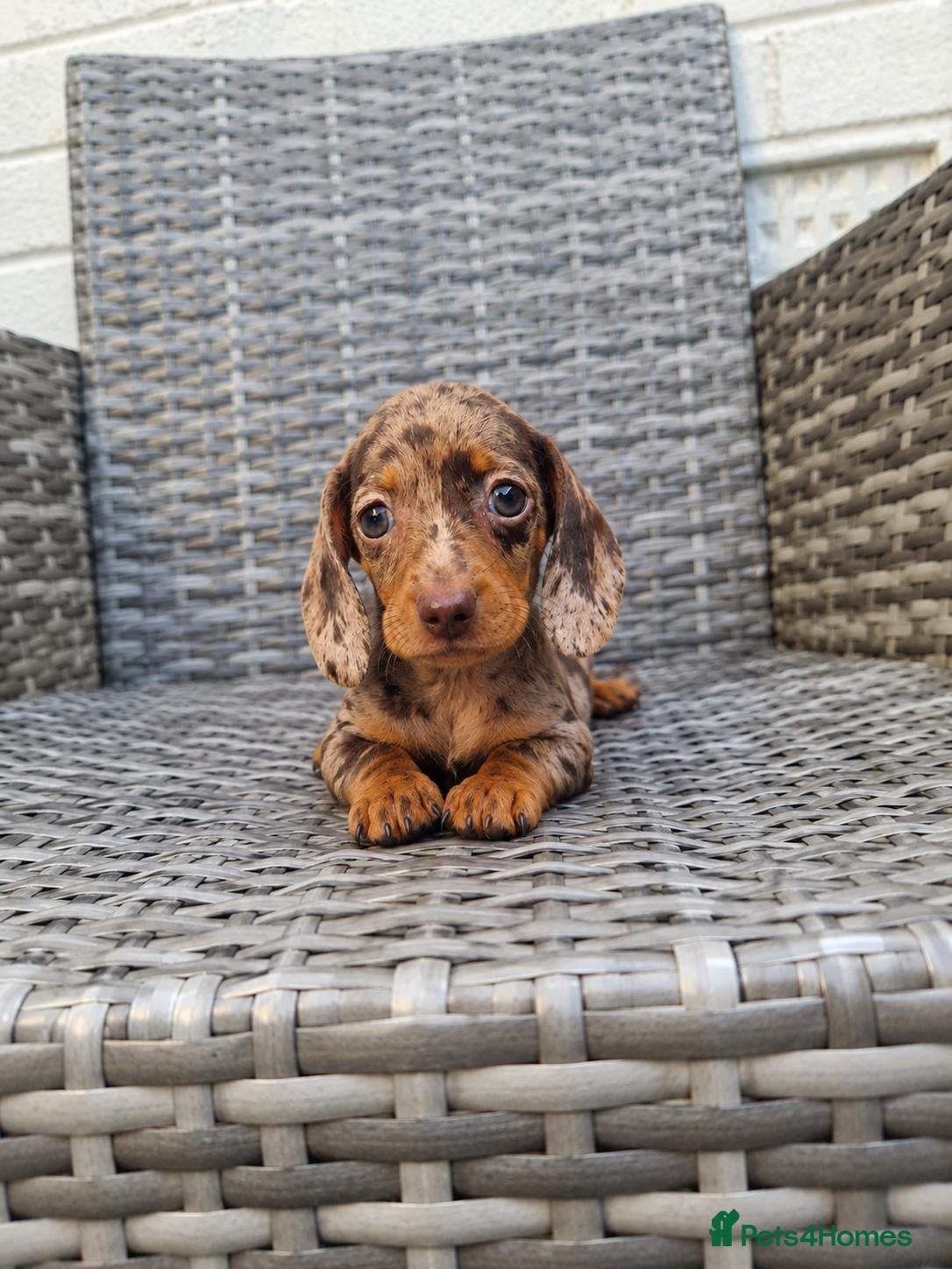 Miniature Dachshund dogs Ready for their new loving homes 🐾💕 - Advert 17