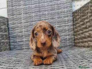 Miniature Dachshund dogs Ready for their new loving homes 🐾💕 - Advert 17