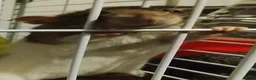 Rat rodents for sale: Rats for sale with cage and accessories in Colne - Advert 2