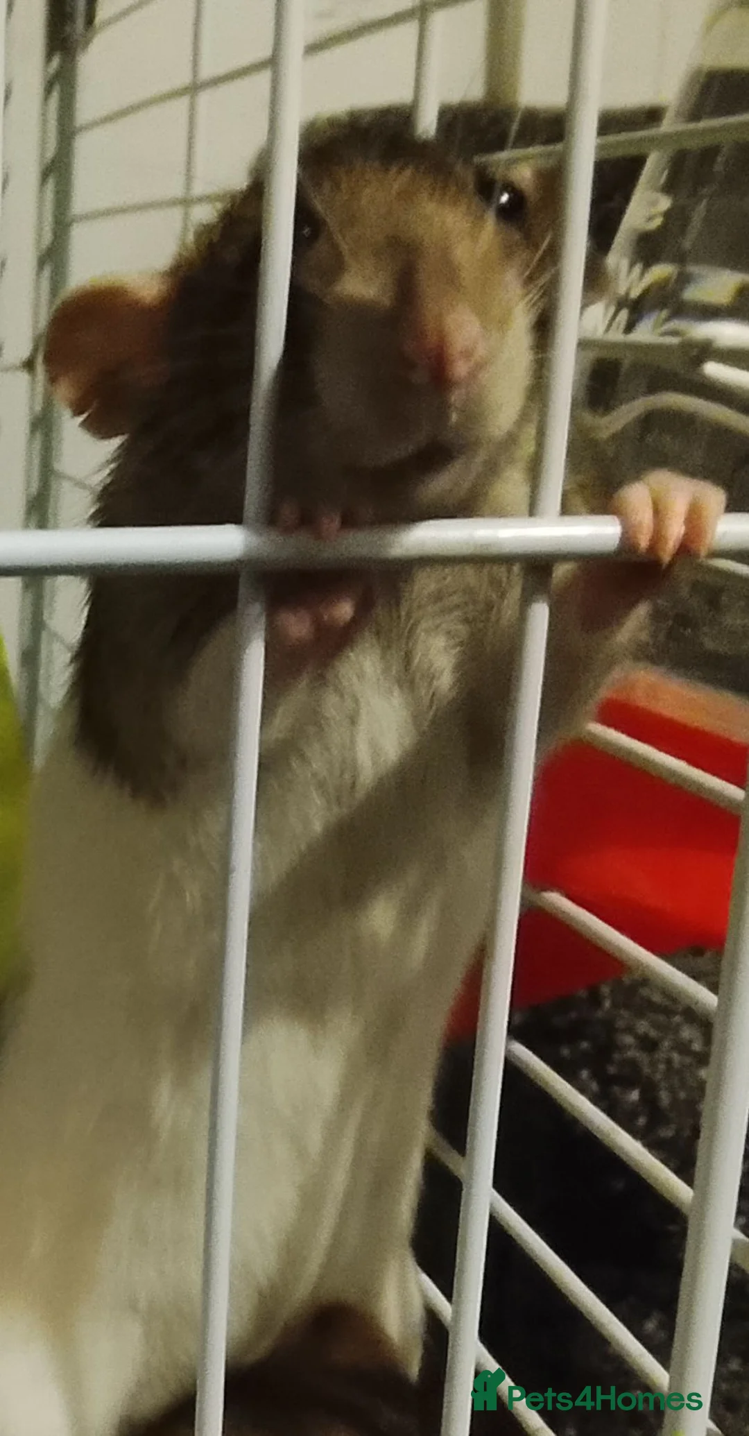 Rat rodents for sale: Rats for sale with cage and accessories in Colne - Advert 2