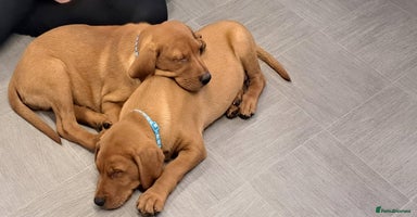 Labrador Retriever dogs - Advert 11