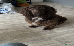 Sprocker dogs for sale: Sprocker Spaniel - Advert 1