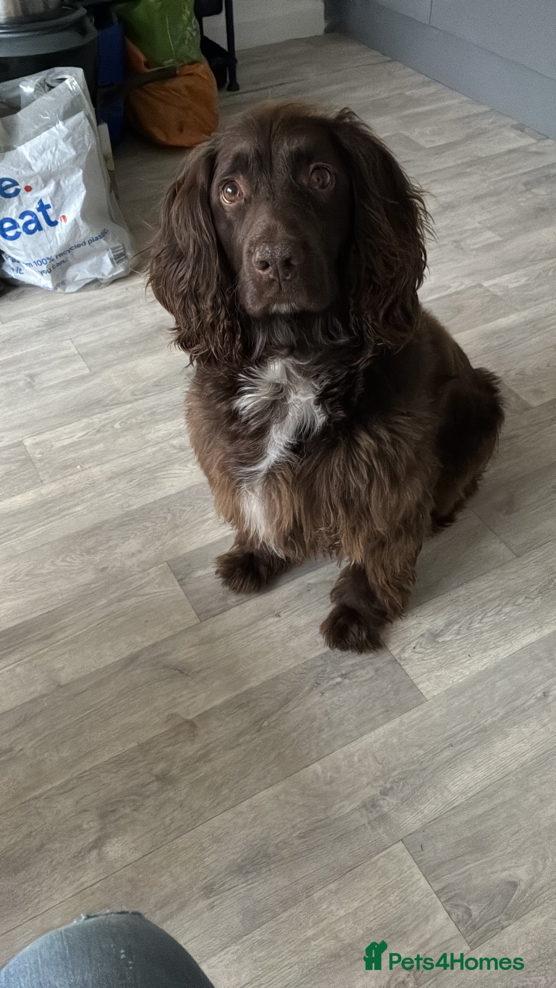 Sprocker dogs for sale: Sprocker Spaniel - Advert 1