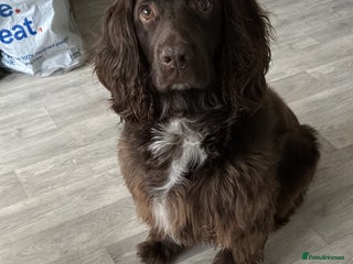 Sprocker dogs Sprocker Spaniel - Advert 14