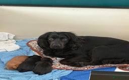 Cocker Spaniel dogs for sale: KC Working cocker spaniel puppies  - Image 9