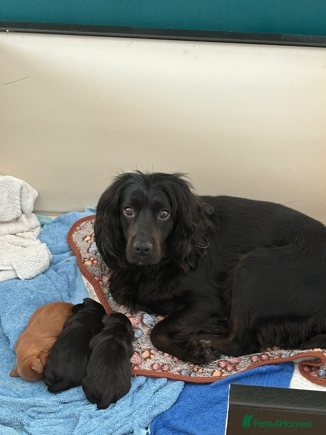 Cocker Spaniel dogs for sale: KC Working cocker spaniel puppies  - Image 9