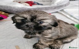 Shih Tzu dogs for sale: 6 Adorable FULL BREED Shih Tzu boy puppies.  - Image 8
