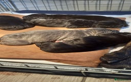 Cane Corso dogs for sale: 1 & only uk bloodline - Image 4