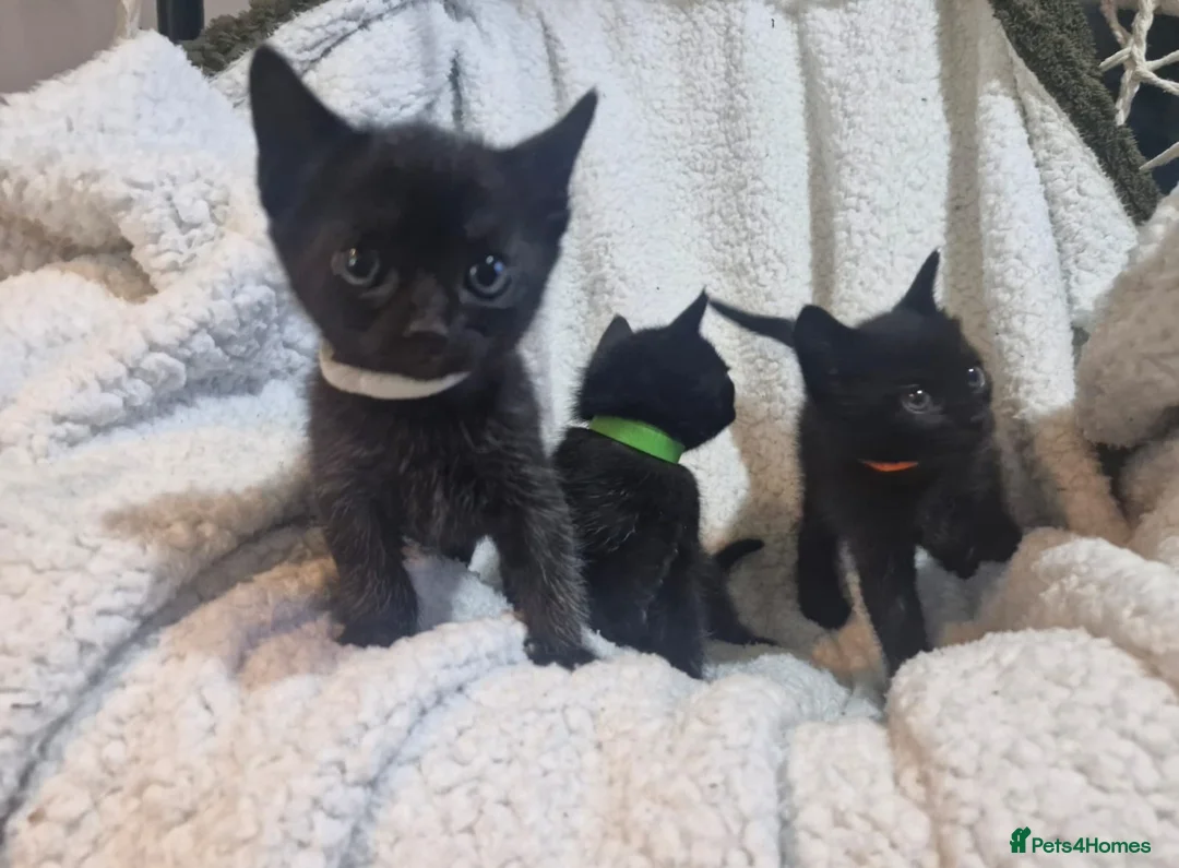 Mixed Breed cats for sale: Short-hair / Sphyx Sweeties Ready to View  - Advert 2