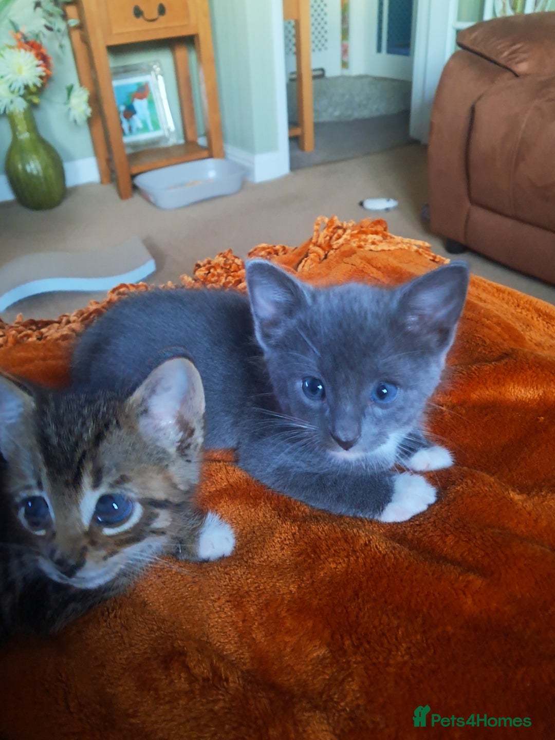 Mixed Breed cats for sale: 3 BEAUTIFUL KITTENS 😸 AVAILABLE STRAIGHT AWAY  - Advert 19