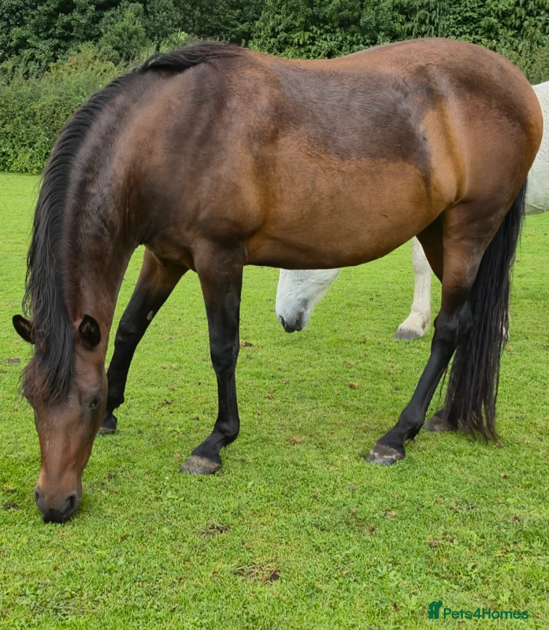 Andalusian horses for sale: Three quarter Andalusian filly - Advert 1