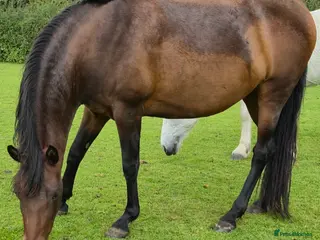 Andalusian horses Three quarter Andalusian filly - Advert 3