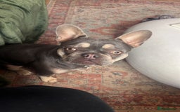 French Bulldog dogs for sale: FEMALE FRENCH BULLDOG…KC REG - Image 4