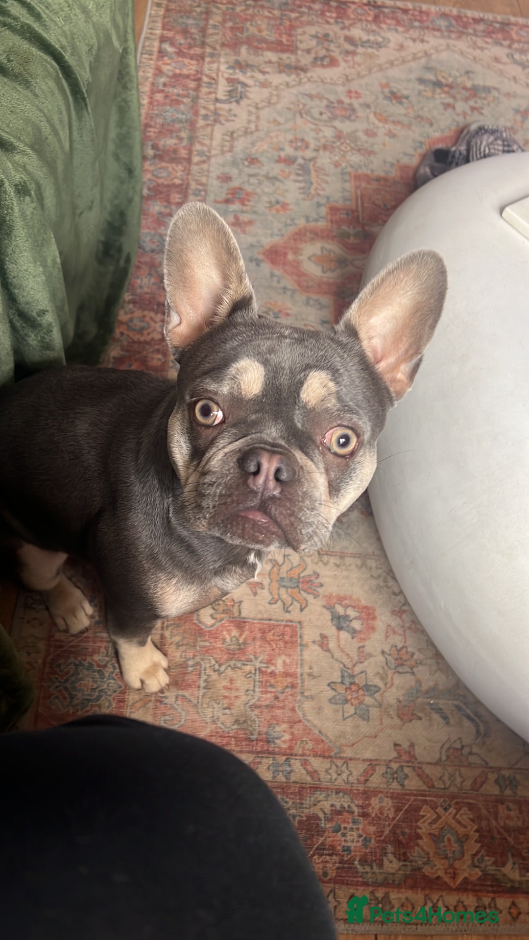 French Bulldog dogs for sale: FEMALE FRENCH BULLDOG…KC REG - Image 4