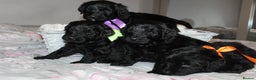 Goldendoodle dogs for sale: F1 Goldendoodle black Puppies - Advert 7