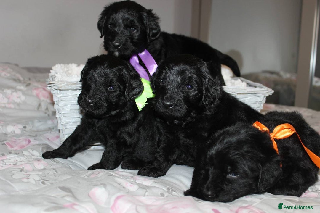 Goldendoodle dogs for sale: F1 Goldendoodle black Puppies - Advert 7