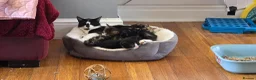 Mixed Breed cats for sale: 4 beautiful kittens - Advert 1