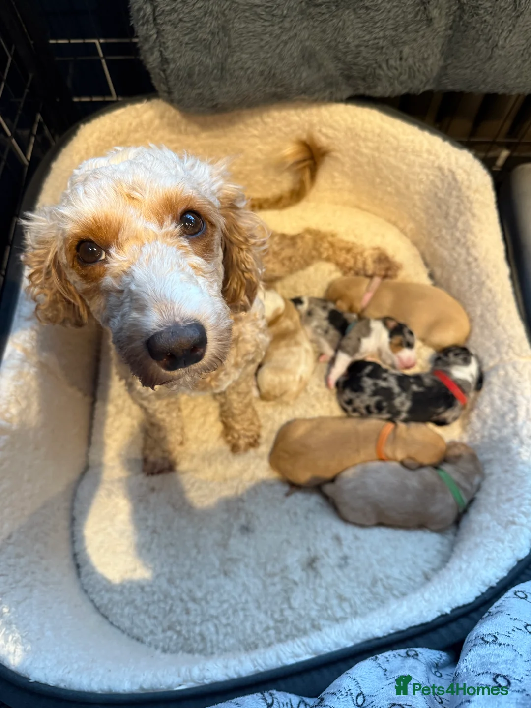 Mixed Breed dogs for sale: Doxiepoo puppies  - Advert 1