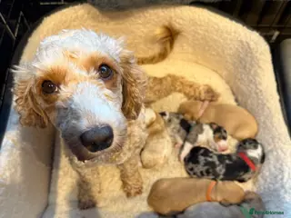 Mixed Breed dogs Doxiepoo puppies - Advert 5