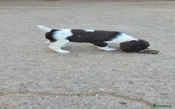 English Springer Spaniel dogs for sale: KC Working English Springer Spaniel puppies  - Image 16
