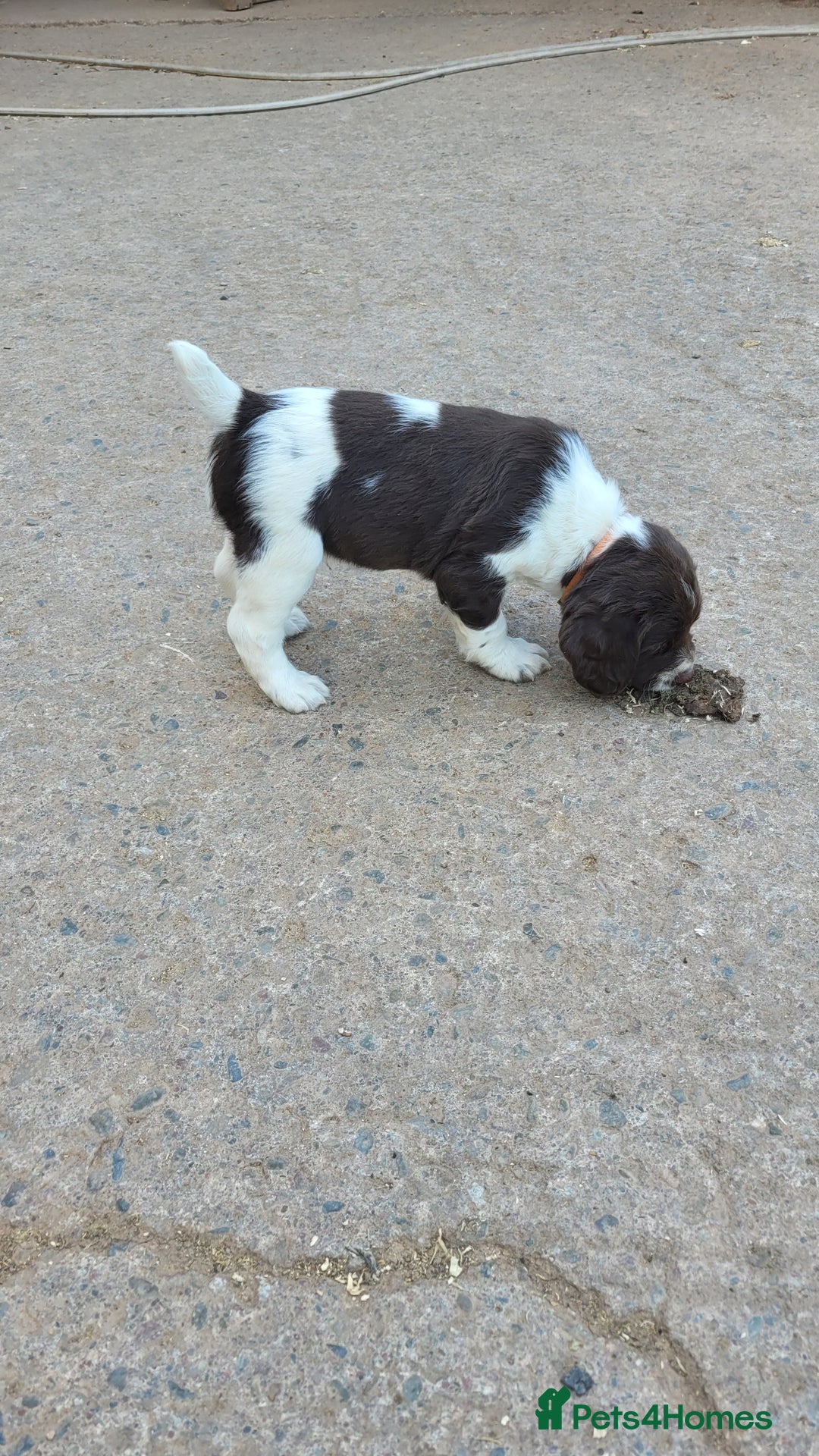English Springer Spaniel dogs for sale: KC Working English Springer Spaniel puppies  - Image 16