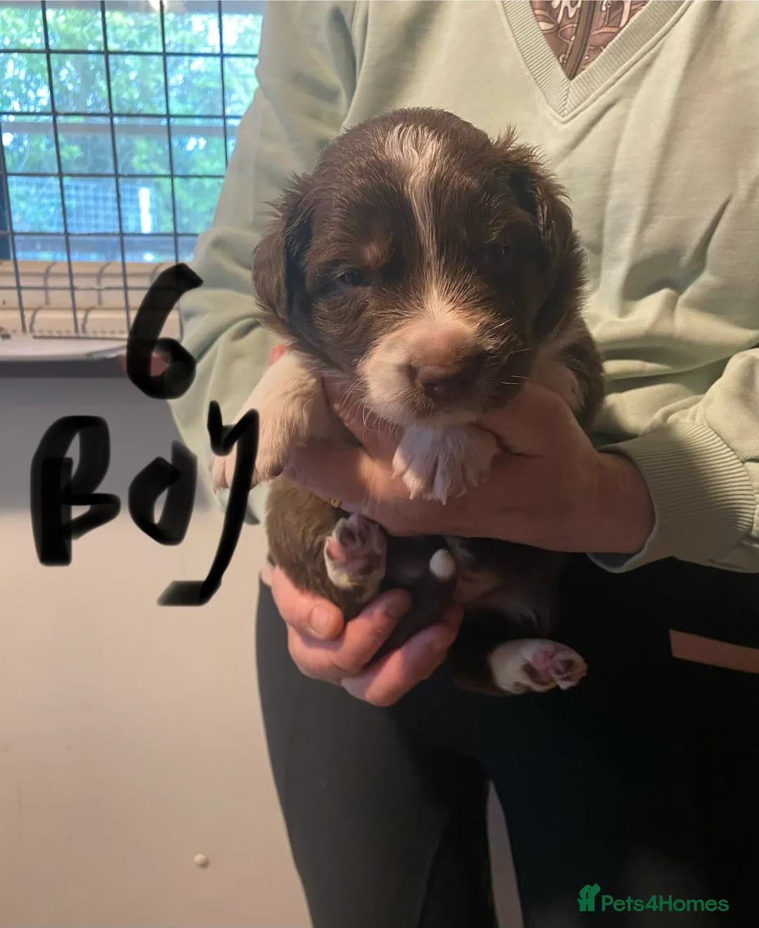 Border Collie dogs for sale: border collie puppies - Advert 7