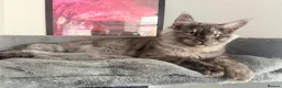 Maine Coon cats for sale: 3 stunning TICA Boys - Advert 6