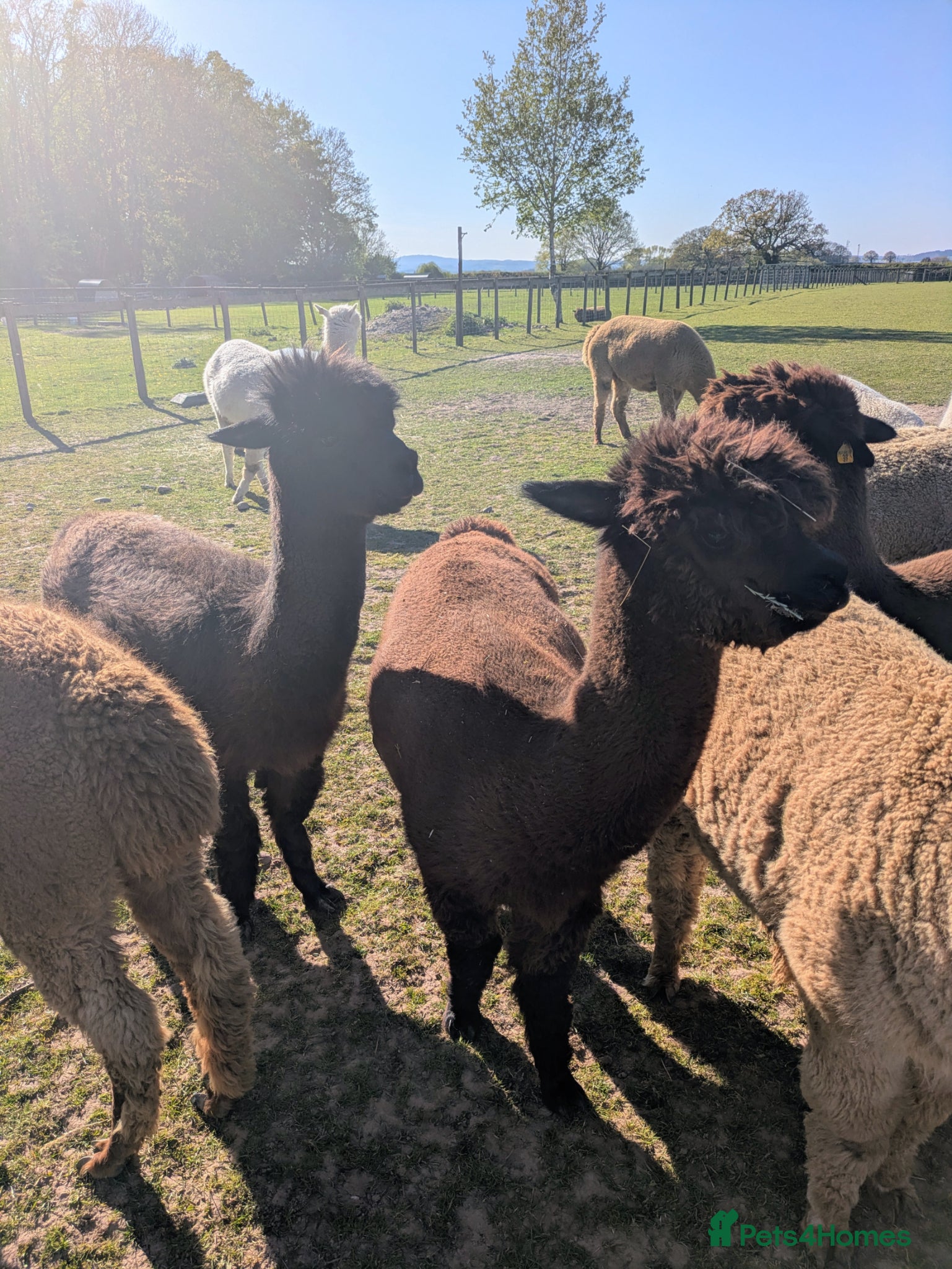 Alpaca livestock for sale: Female Alpacas - Advert 2